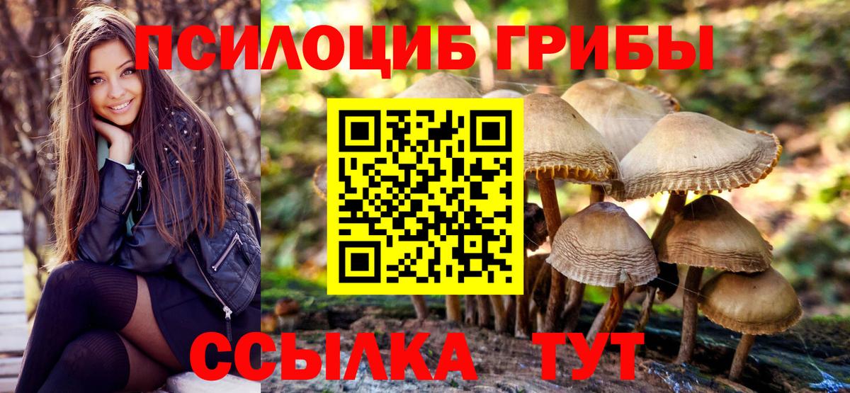 Псилоцибиновые грибы Psilocybe Ставрополь